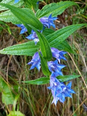 Gentiana asclepiadea