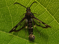 Chamaesphecia nigrifrons