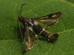 Chamaesphecia nigrifrons