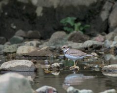 Charadrius placidus