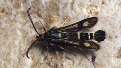 Chamaesphecia nigrifrons