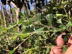 Dodonaea triangularis