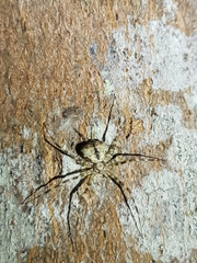 Tamopsis