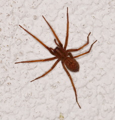 Eratigena atrica