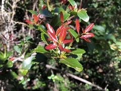 Denhamia bilocularis