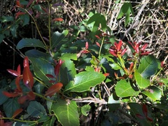 Denhamia bilocularis