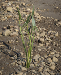 Sagittaria sagittifolia