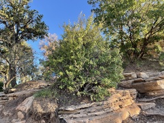 Amelanchier utahensis