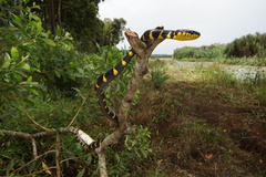 Boiga melanota