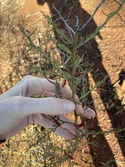 Acacia erinacea