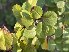 Amelanchier utahensis