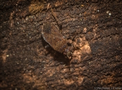 Lygaeoidea