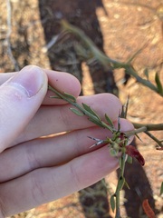 Acacia erinacea