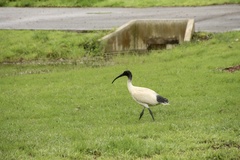 Threskiornis molucca