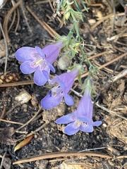 Penstemon linarioides