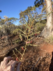 Acacia erinacea