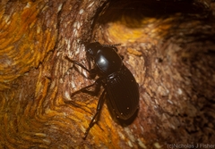 Hydissus feronioides