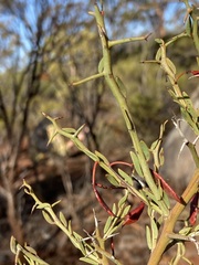 Acacia erinacea