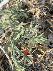 Penstemon linarioides