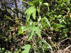 Passiflora subpeltata
