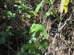 Passiflora subpeltata