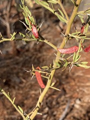 Acacia erinacea