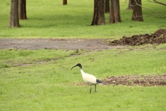 Threskiornis molucca