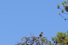 Perisoreus infaustus