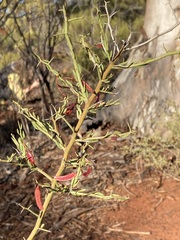 Acacia erinacea