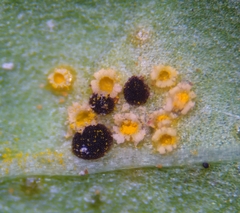 Puccinia