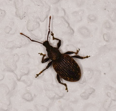 Otiorhynchus