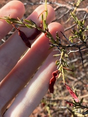 Acacia erinacea
