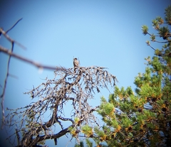 Perisoreus infaustus