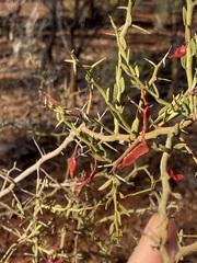 Acacia erinacea