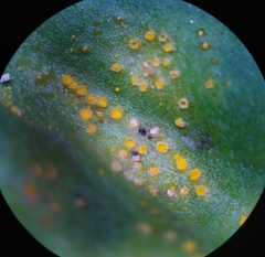 Puccinia