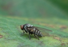 Platypeza fasciata