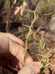 Acacia erinacea