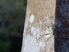 Tamopsis