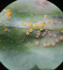 Puccinia