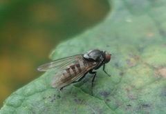 Platypeza fasciata