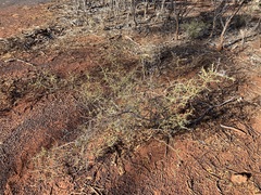Acacia erinacea