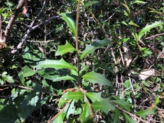 Alectryon diversifolius