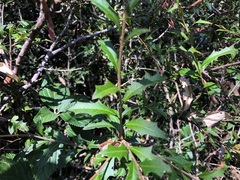 Alectryon diversifolius