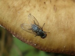 Platypeza fasciata