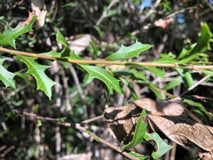 Alectryon diversifolius