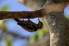 Yungipicus canicapillus