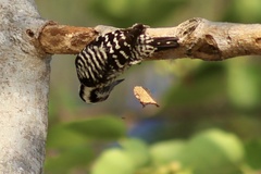 Yungipicus canicapillus