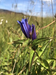 Gentiana asclepiadea