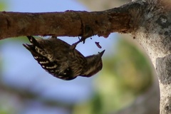 Yungipicus canicapillus