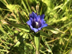 Gentiana asclepiadea